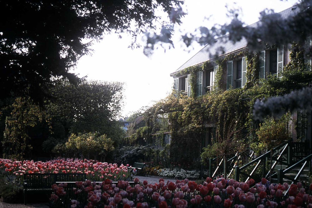 写真：ツタが繁る建物とチューリップが満開の庭