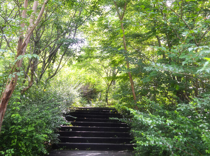 写真：青々とした草木に囲まれた木製の階段