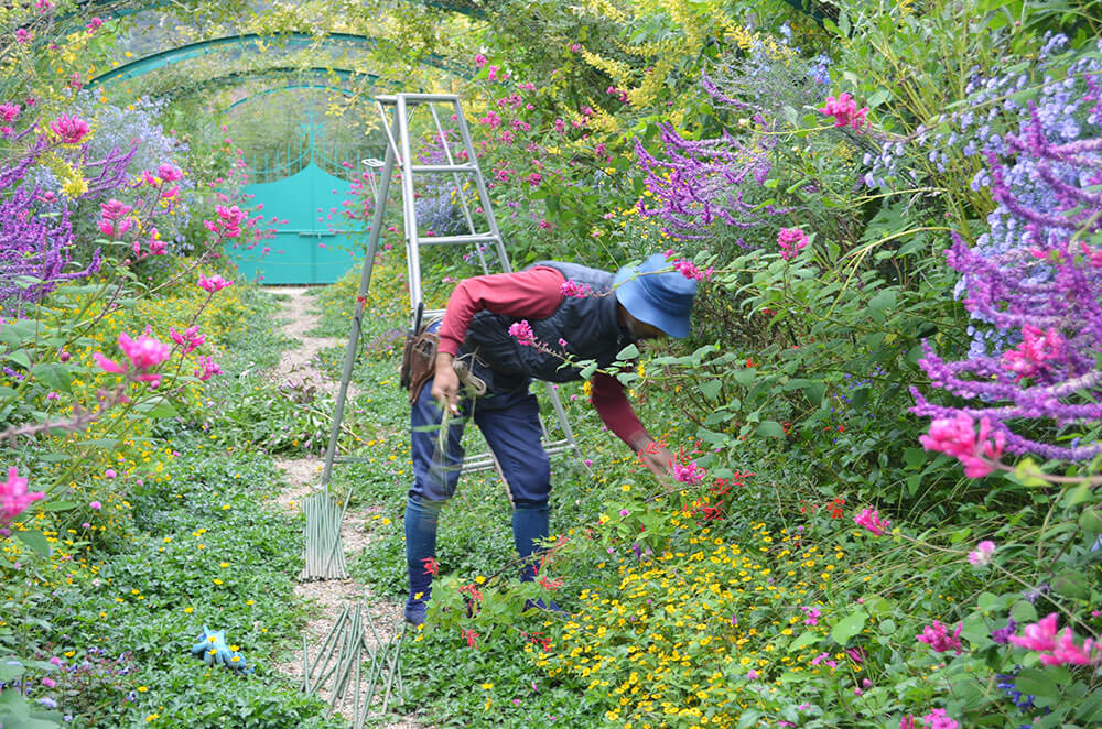 写真：「花の庭」でたくさんの花に囲まれて作業中の川上氏