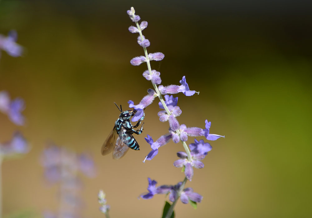 写真：紫の花にとまっているブルービー