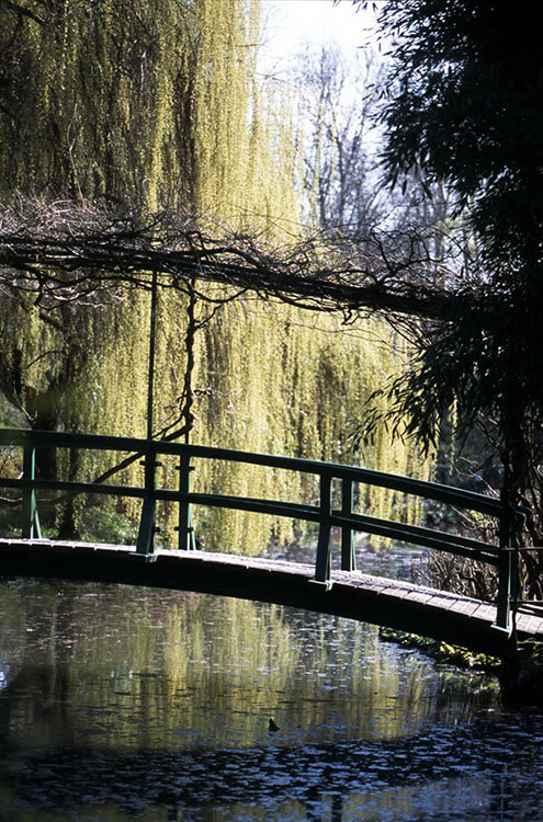 写真：睡蓮の浮かぶ池にかかる太鼓橋と柳