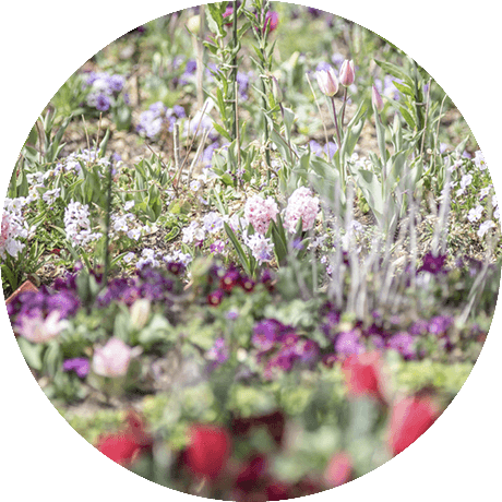 a photograph of the flower garden in Kitagawa village