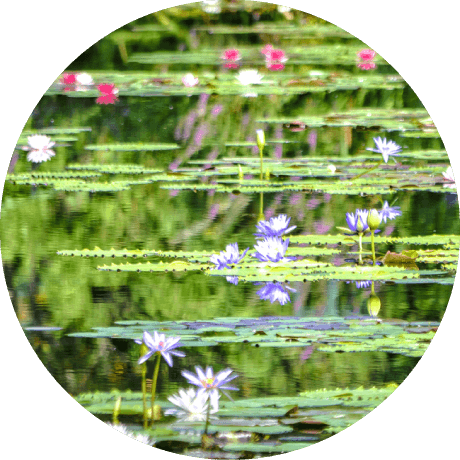 a photograph of the water garden in Kitagawa village