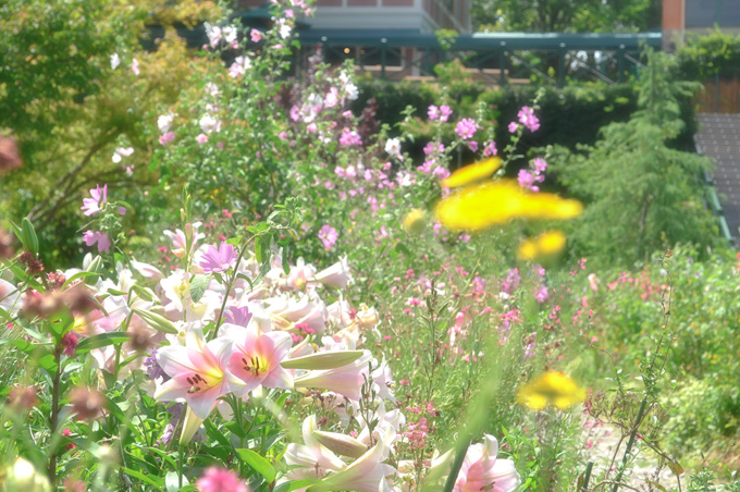 花の庭の様子：ピンク色のユリ