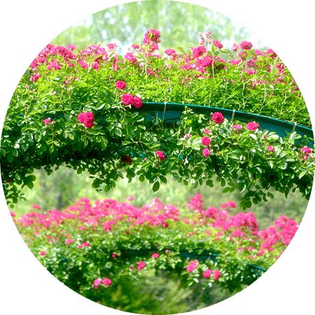 写真：北川村「モネの庭」の “Flowering Arches” そっくりの様子