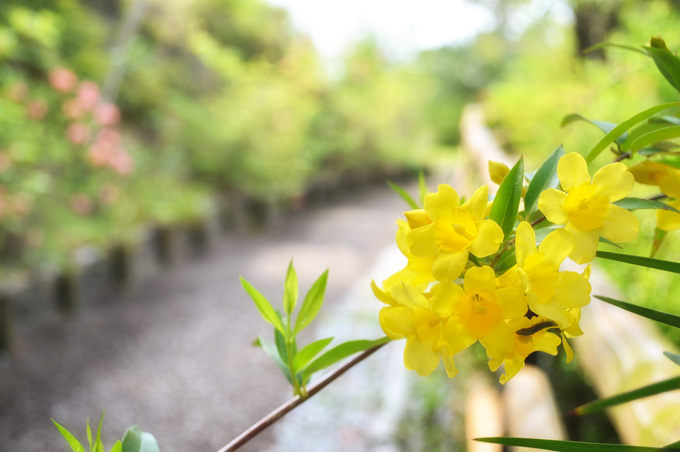 画像：道端の花