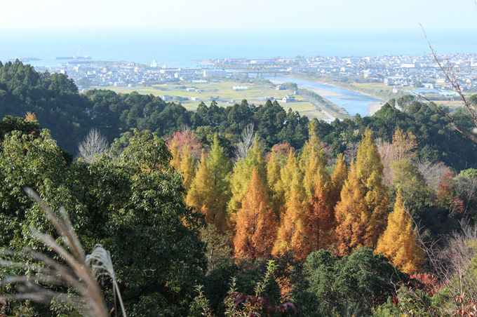 画像：紅葉する山の木々