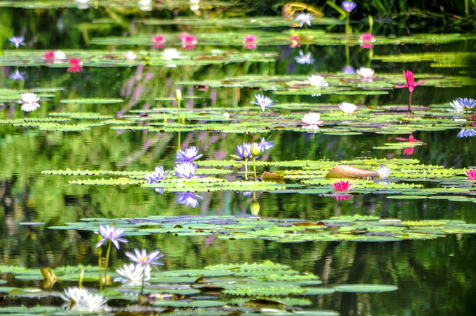 水の庭の様子：色とりどりの睡蓮