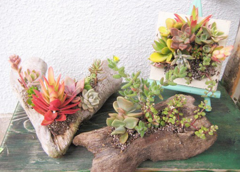 多肉寄せ植え教室