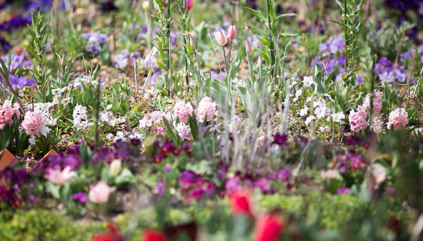 写真：春の花がパレットのように咲く庭
