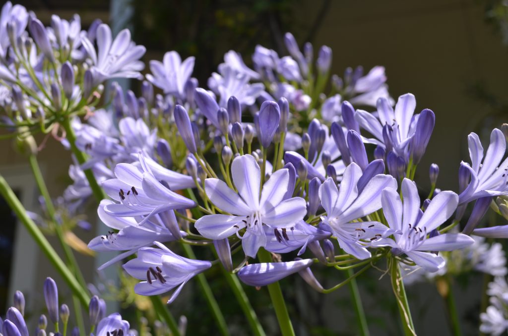 紫色のお花