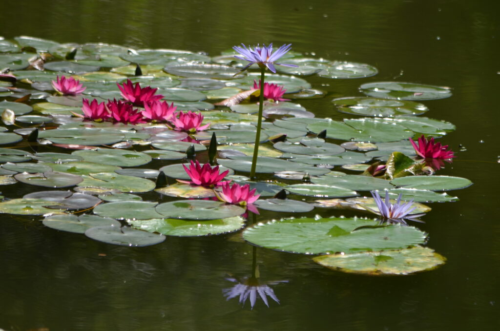 見ごろの花6月 北川村 モネの庭 マルモッタン 見ごろの花6月 北川村 モネの庭 マルモッタン