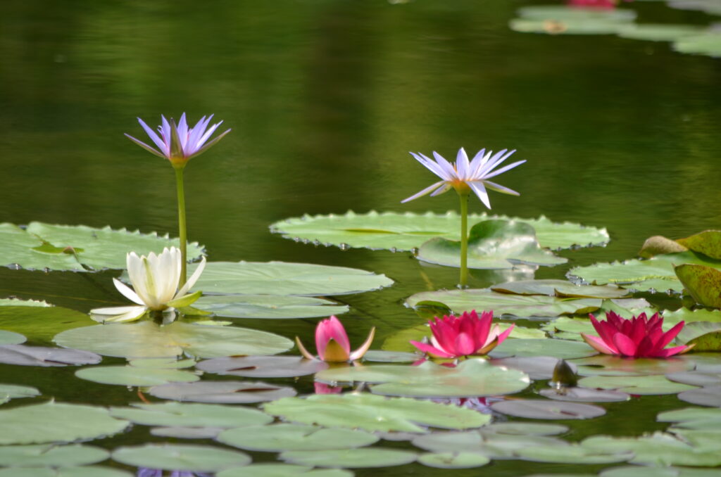 見ごろの花7月 北川村 モネの庭 マルモッタン