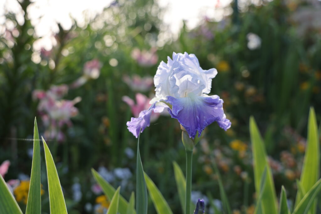 白と紫色のあやめのようなお花