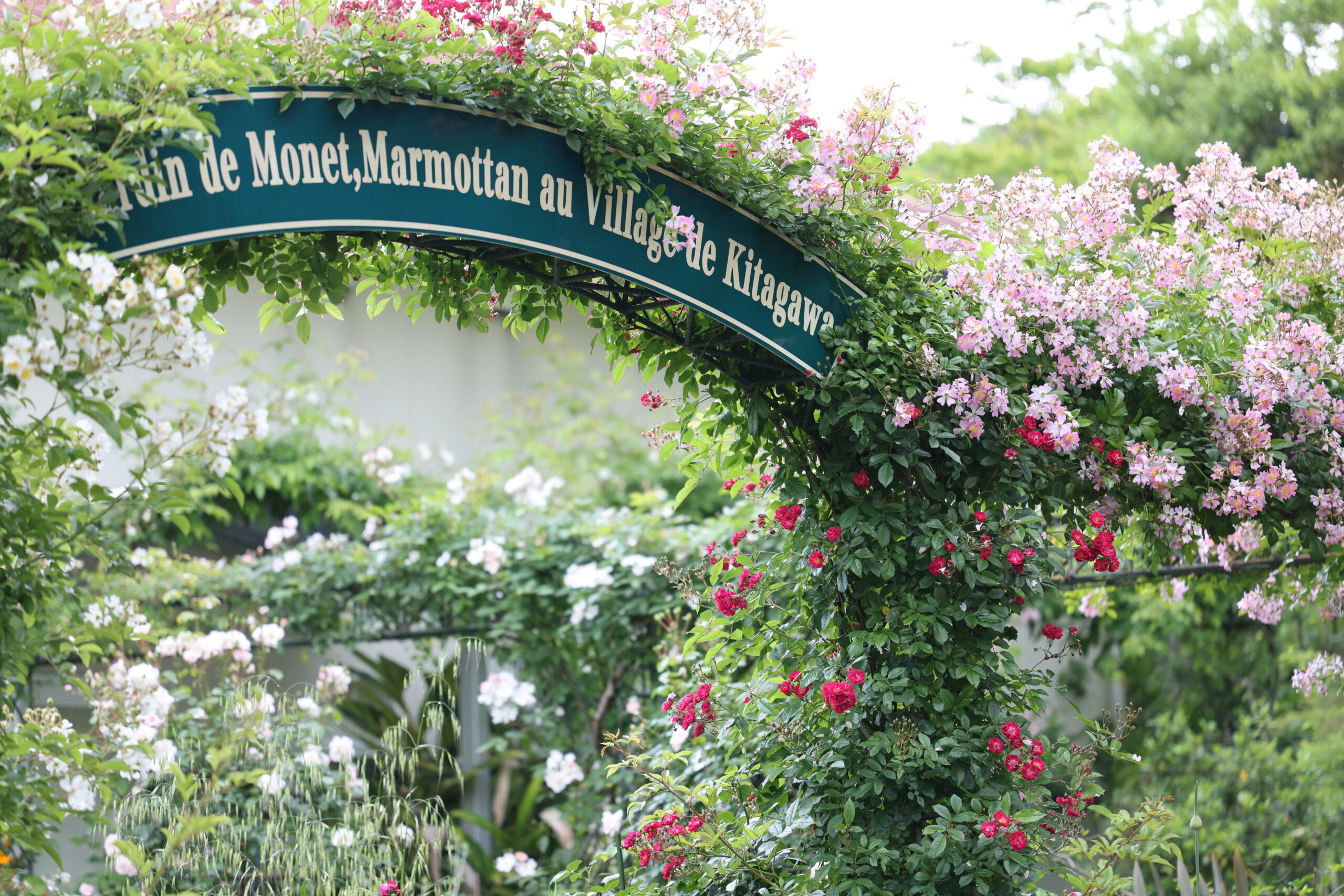 写真：グリーンの看板がついたアーチにたくさんのバラが咲いています
