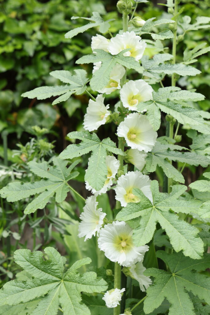 白い大きなお花、下段から上段にむけて咲き進む