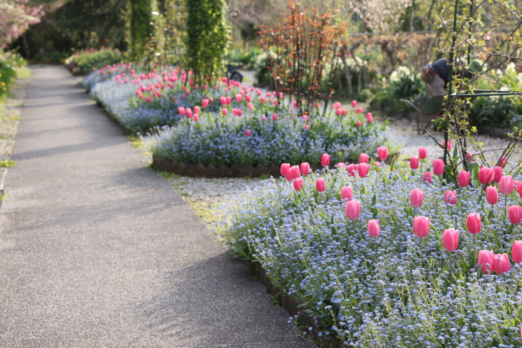 写真：忘れな草とチューリップの花壇