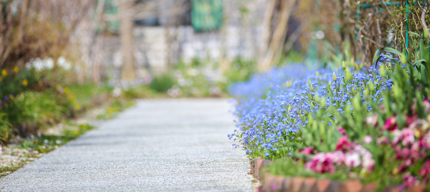 写真：忘れな草とチューリップの咲く小道