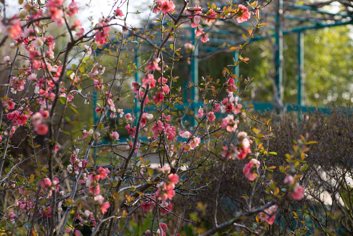 写真：桃色の花が咲く枝