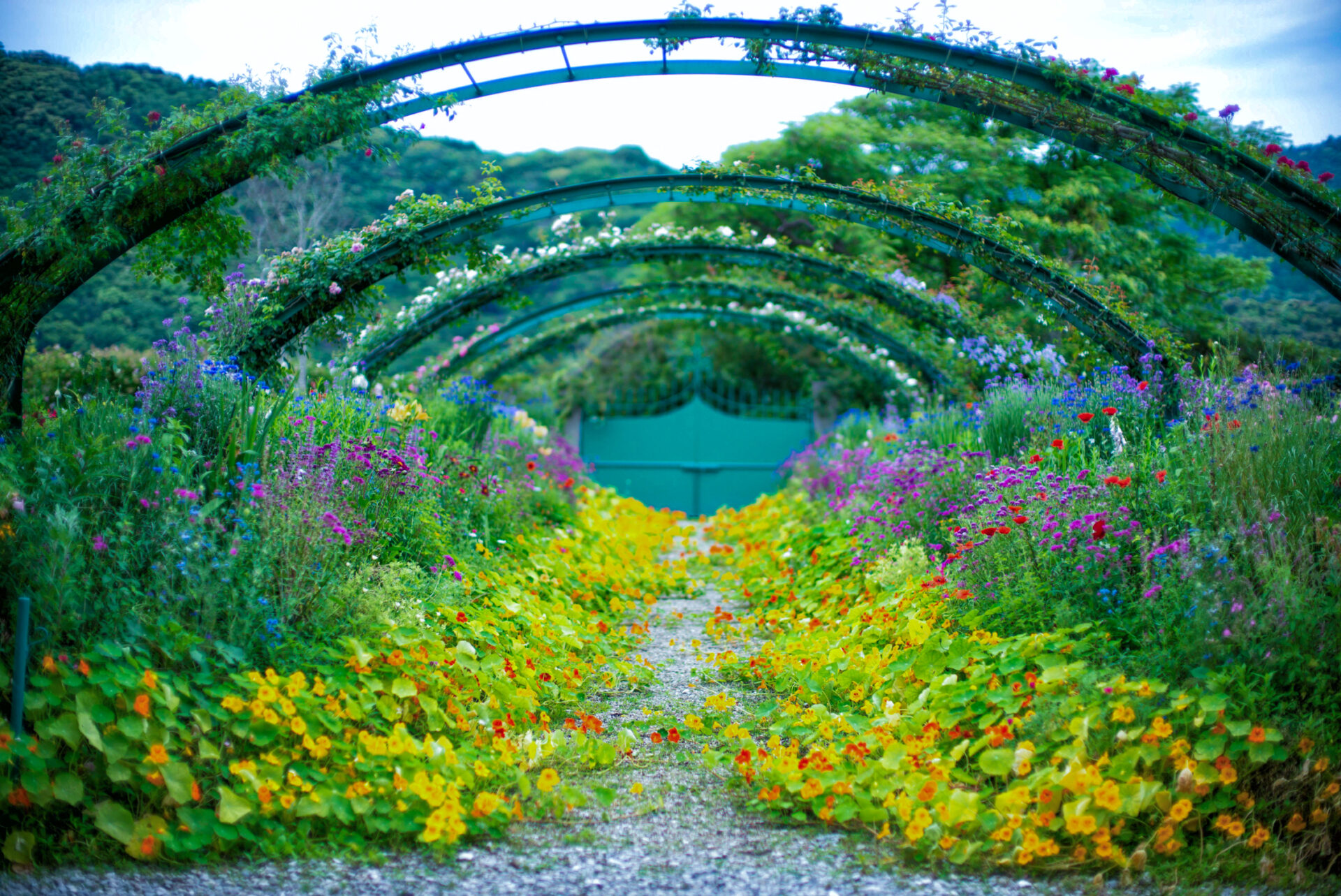 写真：色とりどりの花が咲く花の庭。鮮やかな黄色や赤のナスタチウムが絨毯のように広がっています。