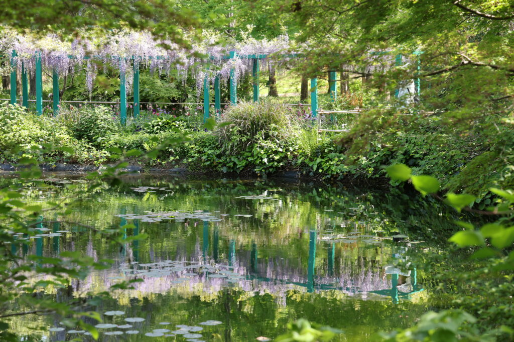 写真：池の水鏡に映る藤色の花と木々の新緑
