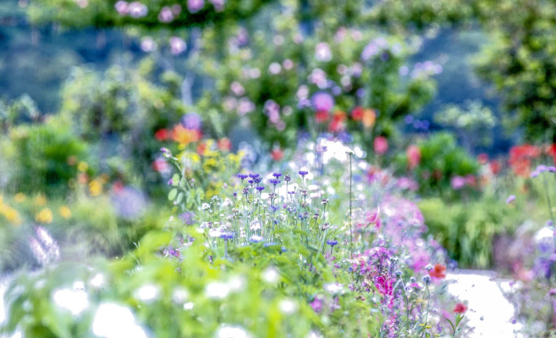 写真：白、ブルー、紫、ピンクの花が混ざり合う庭