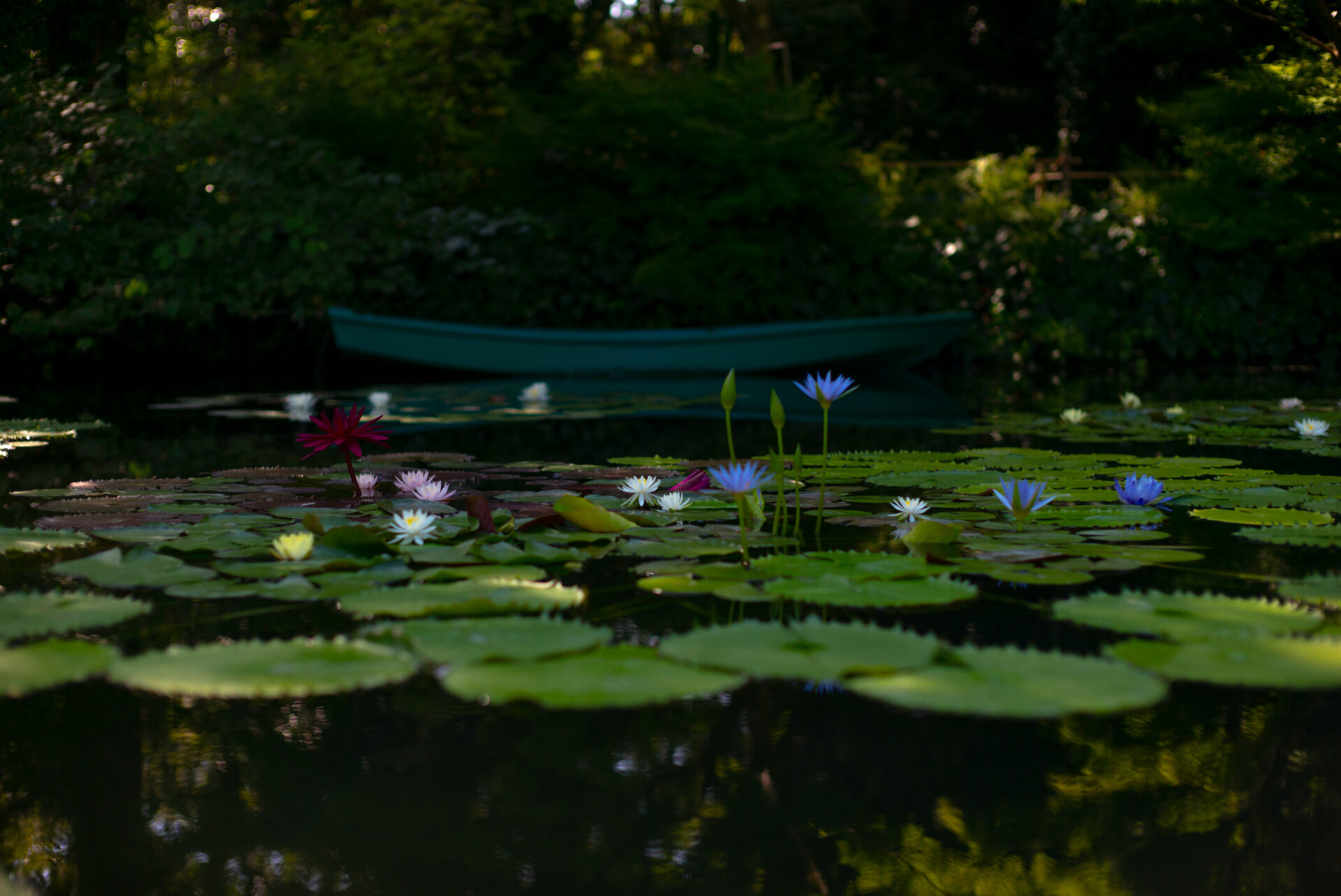 写真：青、赤、白の睡蓮の花が浮かぶ水面。奥にボートが浮かんでいる。