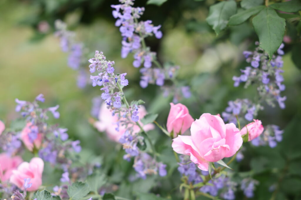 ピンク色のバラを紫色の花が囲む