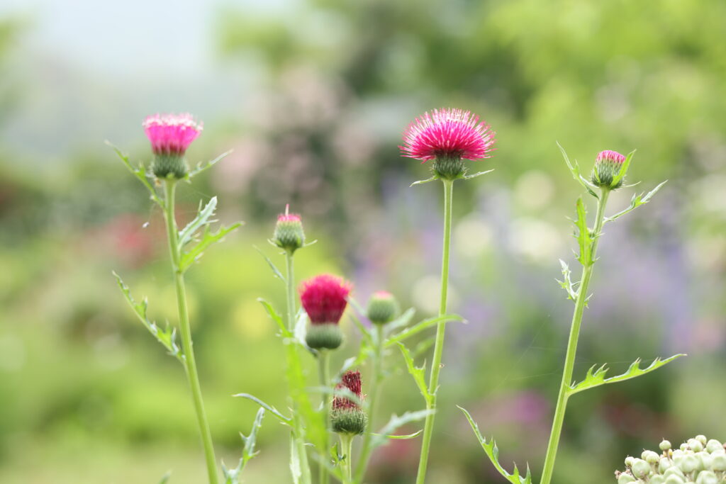 赤いアザミの花