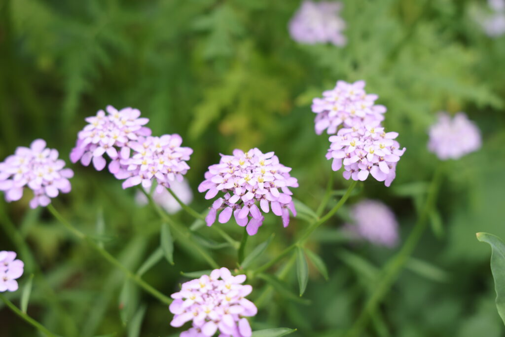 ピンク色の花