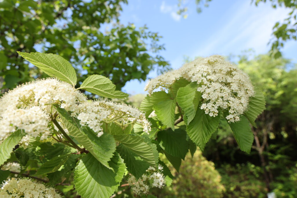 白い小さな花が集まった木に咲く花