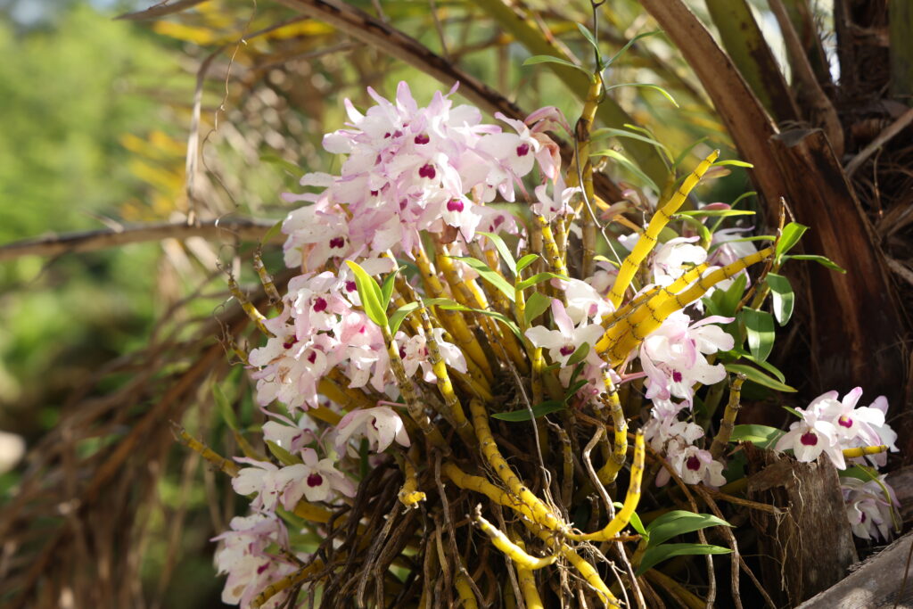 木に着生するランの花