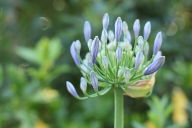紫色のつぼみ、間もなく花が咲くアガパンサス