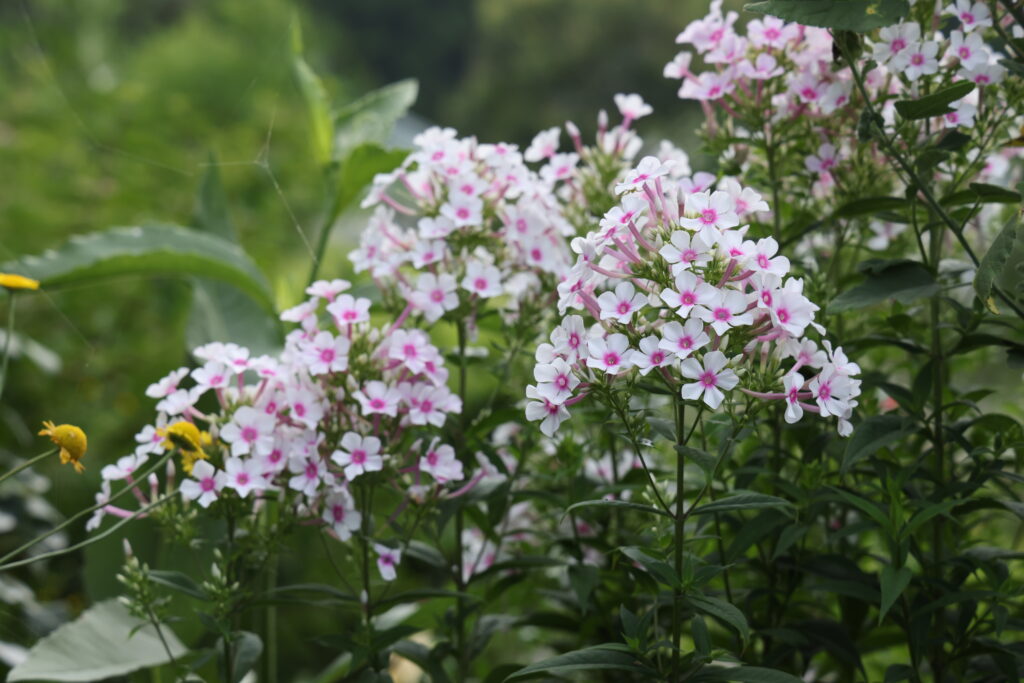 ピンク色の花