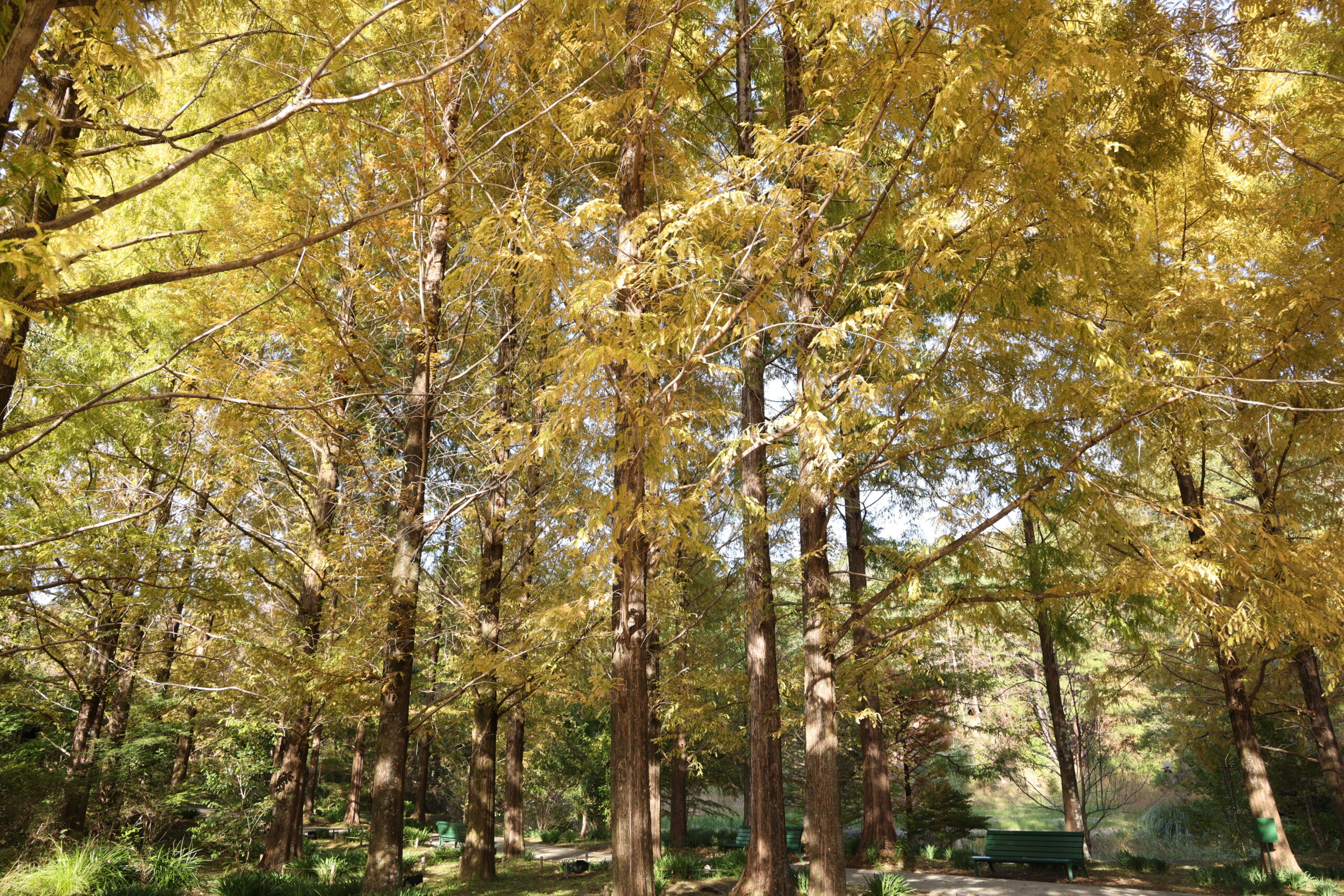 黄色く紅葉した大きな木