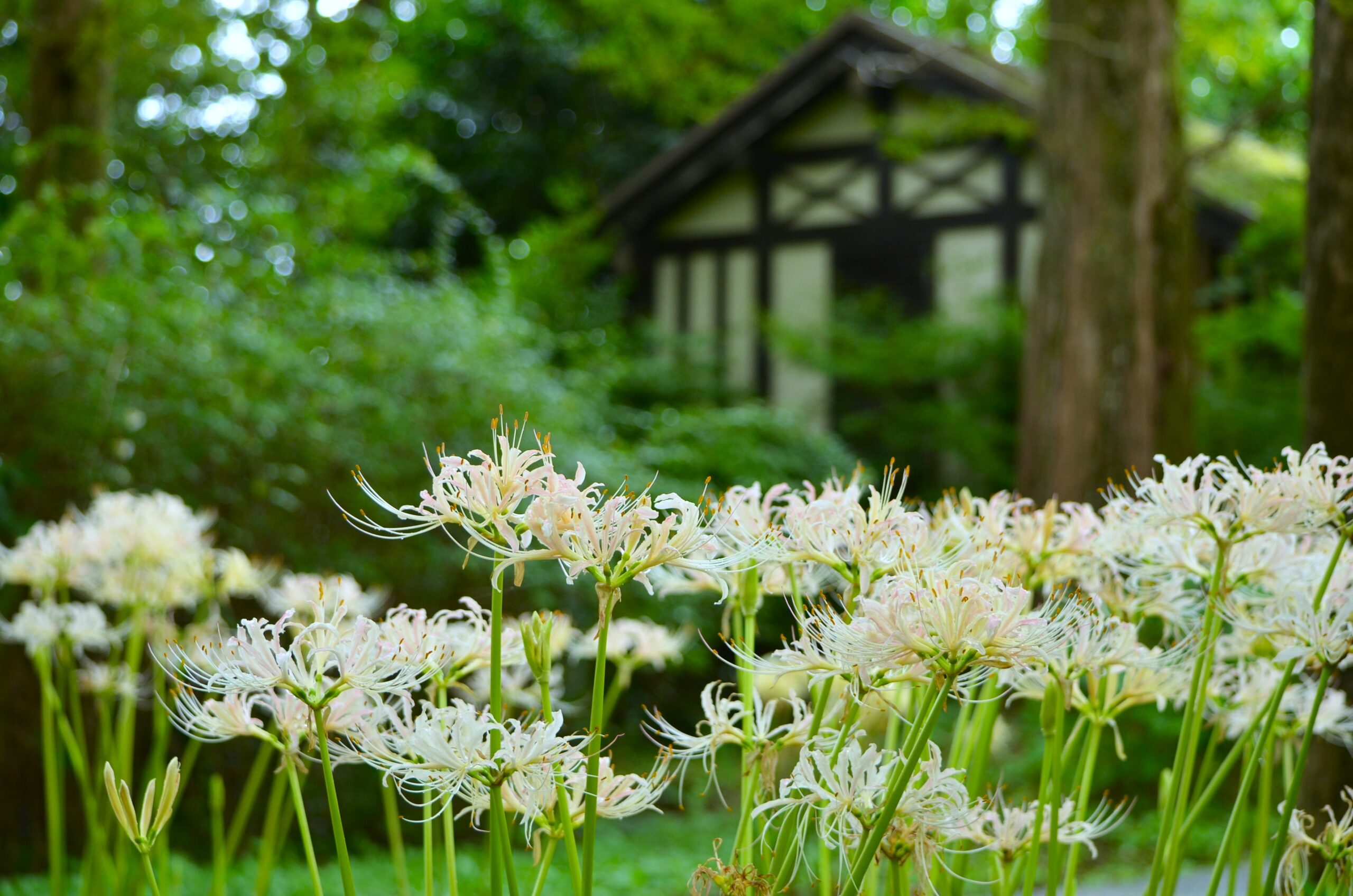 白い花が咲いている