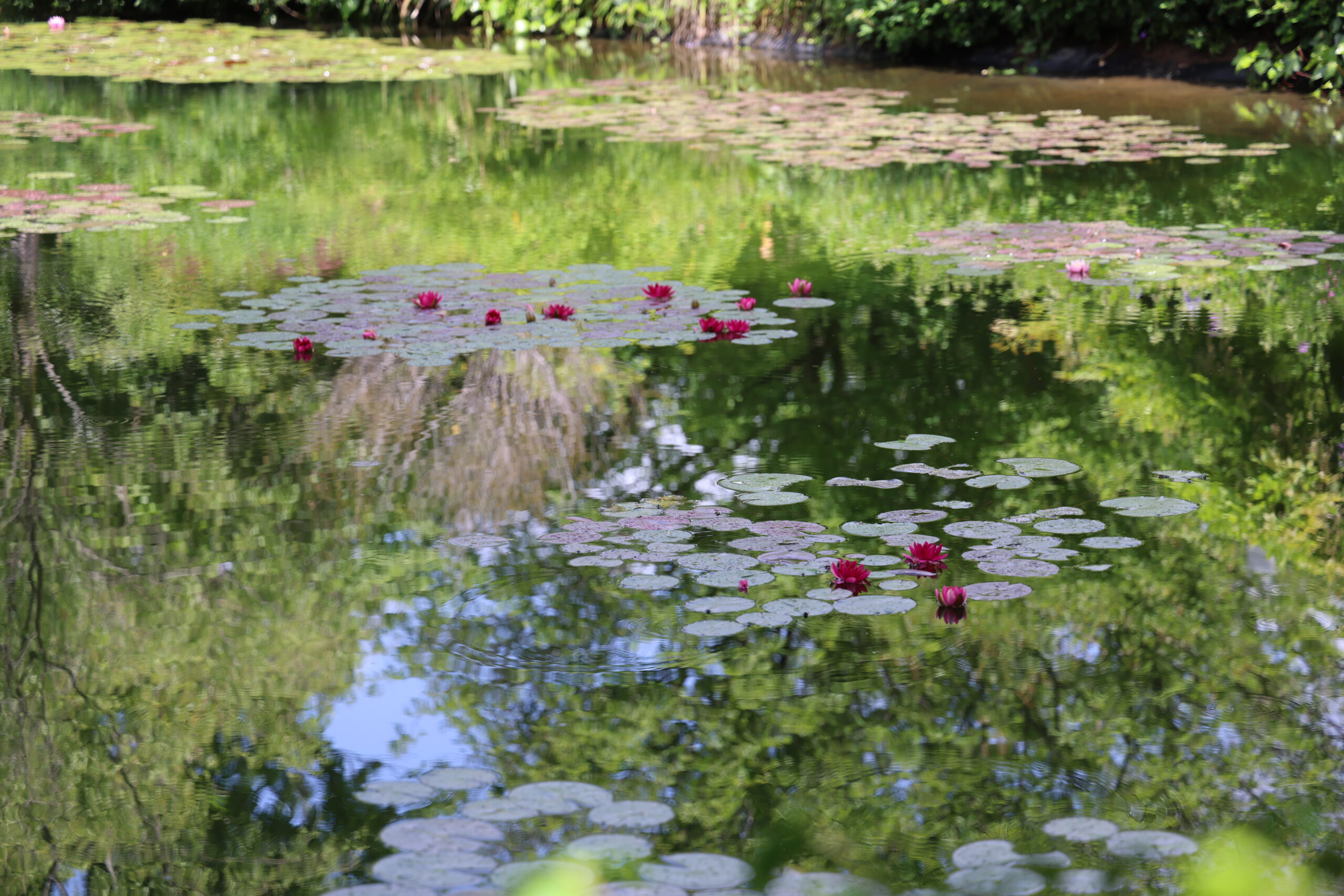 見ごろの花 4月 – 北川村「モネの庭」マルモッタン