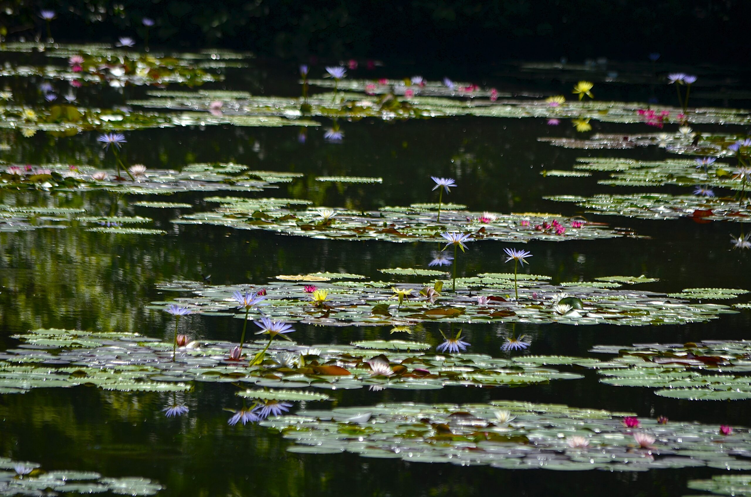 見ごろの花 – 北川村「モネの庭」マルモッタン