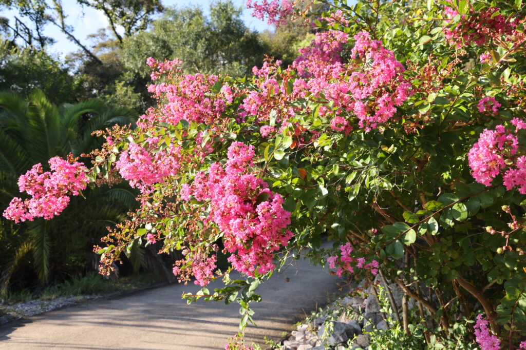 ピンク色の花