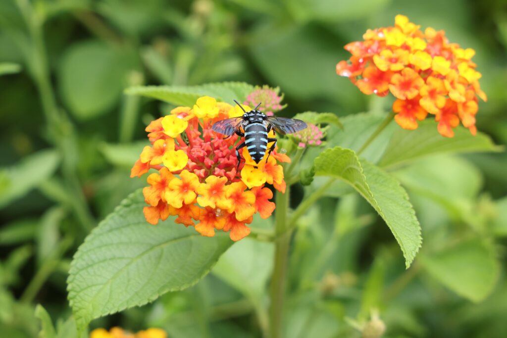 オレンジ色の花に青いハチ