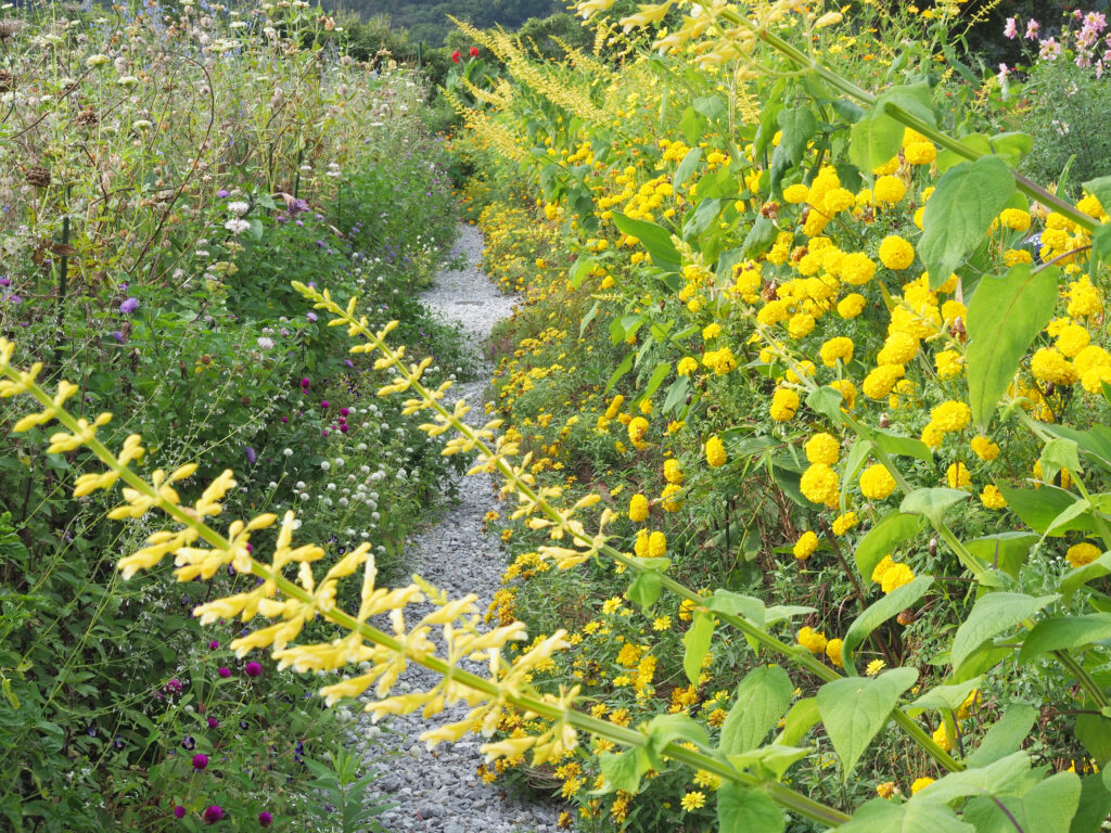 秋の長方形の花壇
